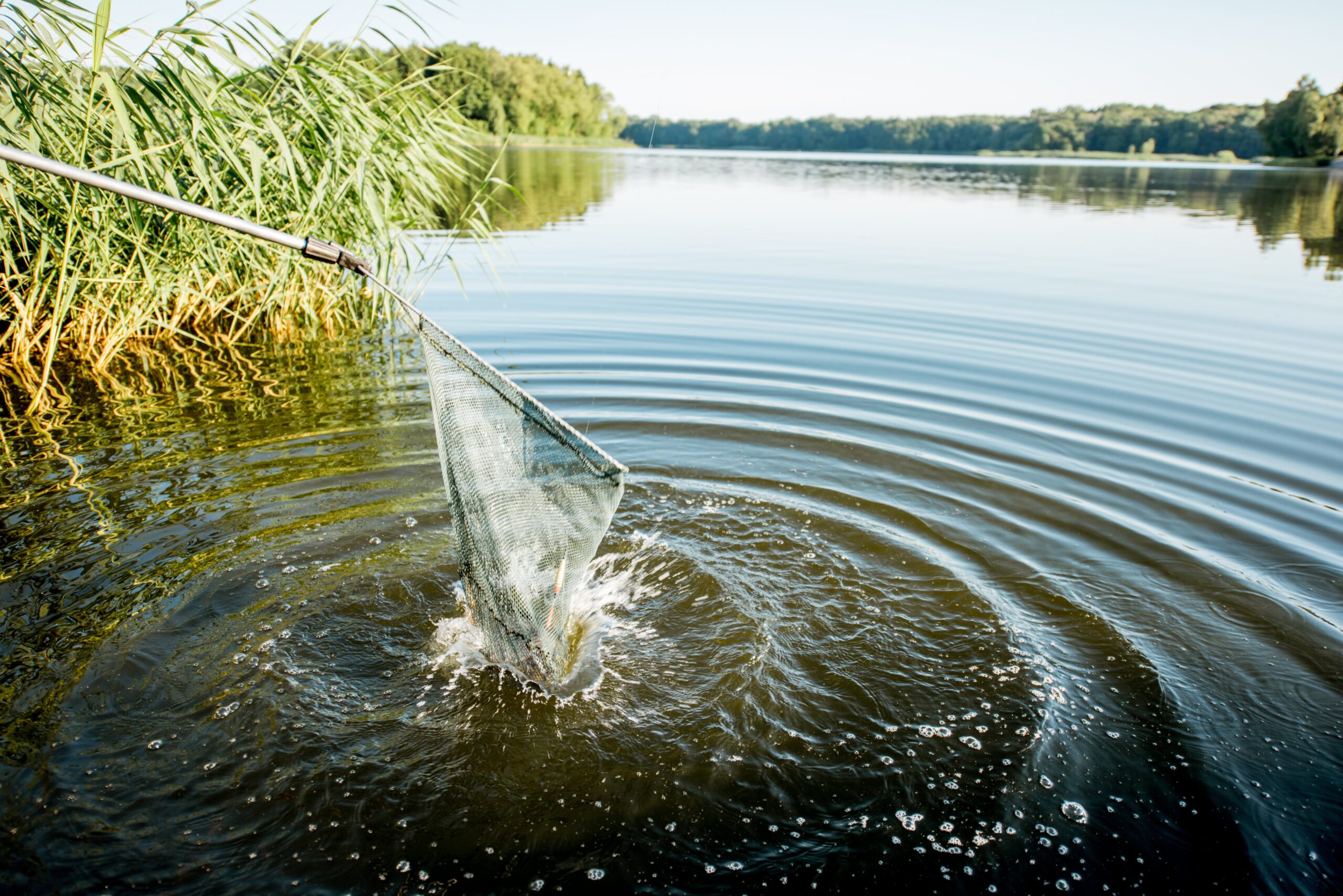 fånga fisk med nät i dålig vattenkvalitet